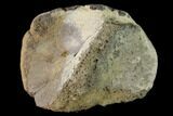 Fossil Hadrosaur Calcaneus - Alberta (Disposition #-) #143310-1
